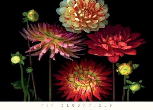 Pip Bloomfield  Dahlia Garden Reproducción de arte 91x66cm | Yourdecoration.es
