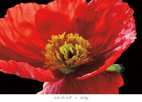 Amalia Elena Veralli  Red Poppy Reproducción de arte 91x66cm | Yourdecoration.es