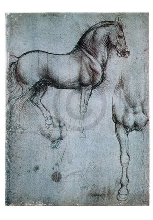 Leonardo Da Vinci  Studio di cavalli Reproducción de arte 35x50cm | Yourdecoration.es
