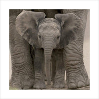 Pyramid Big Ears Baby Elephant Reproducción de arte 40x40cm | Yourdecoration.es
