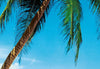 Papel Pintado - Ile Tropicale 366x254cm - Papel Tapiz de Papel