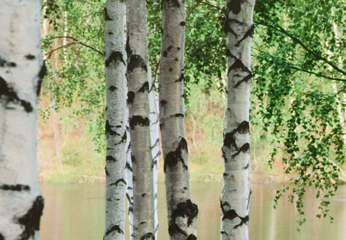 Papel Pintado - Nordic Forest 366x254cm - Papel Tapiz de Papel