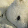 1 605 komar polar bears Fotomural 184x127cm 1 del 6d0be771 f1c8 4847 bbc0 b139456a3239 | Yourdecoration.es