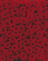 4 077 komar roses Fotomural 194x270cm 4 Partes | Yourdecoration.es