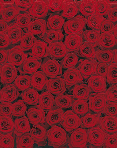 4 077 komar roses Fotomural 194x270cm 4 Partes | Yourdecoration.es