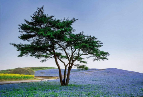 5034 8 wizard genius tree in blue flower field in japan Fotomural Tejido No Tejido 384x260cm 8 Tiras aa9b2086 2f12 426e a382 8eb12ed1ba1c | Yourdecoration.es