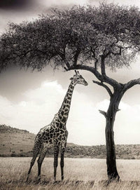 5084 4 wizard genius giraffe safari Fotomural Tejido No Tejido 192x260cm 4 Tiras | Yourdecoration.es