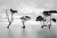 5095 8 wizard genius trees in the still water Fotomural Tejido No Tejido 384x260cm 8 Tiras ac2ef83d 8fc6 4cce a801 7c23d49a2f30 | Yourdecoration.es