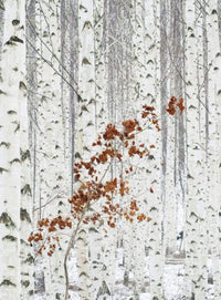 5104 4 wizard genius white birch forest Fotomural Tejido No Tejido 192x260cm 4 Tiras | Yourdecoration.es