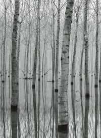 5122 4 wizard genius birch forest in the water Fotomural Tejido No Tejido 192x260cm 4 Tiras | Yourdecoration.es