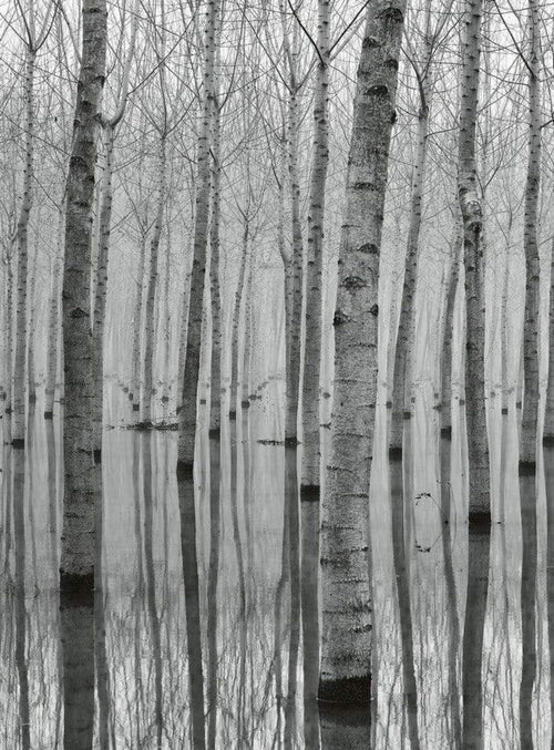 5122 4 wizard genius birch forest in the water Fotomural Tejido No Tejido 192x260cm 4 Tiras | Yourdecoration.es