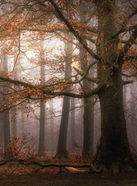 5450 4 wizard genius foggy autumn forest Fotomural Tejido No Tejido 192x260cm 4 Tiras | Yourdecoration.es