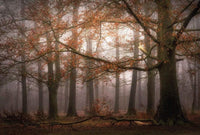 5450 8 wizard genius foggy autumn forest Fotomural Tejido No Tejido 384x260cm 8 Tiras b49142d6 1e71 4375 8ad4 a30b57857ca7 | Yourdecoration.es