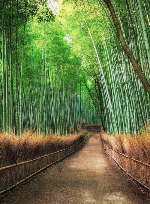 5460 4 wizard genius bamboo grove kyoto Fotomural Tejido No Tejido 192x260cm 4 Tiras | Yourdecoration.es