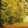 8 068 komar autumn forest Fotomural 388x270cm 8 d 40dba266 bed9 44d6 9956 1931297d9607 | Yourdecoration.es