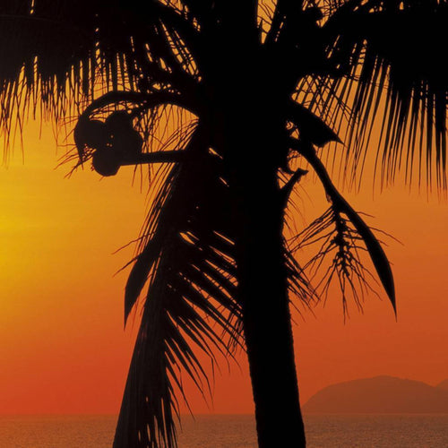8 255 komar palmy beach sunrise Fotomural 368x254 0a02c80c 4945 42b2 9586 9563f55ebc70 | Yourdecoration.es