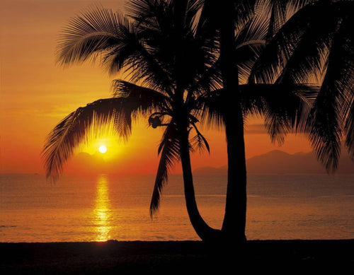 8 255 komar palmy beach sunrise Fotomural 368x254 | Yourdecoration.es