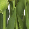 8 900 komar tulips Fotomural 368x254cm 8 Partes de | Yourdecoration.es