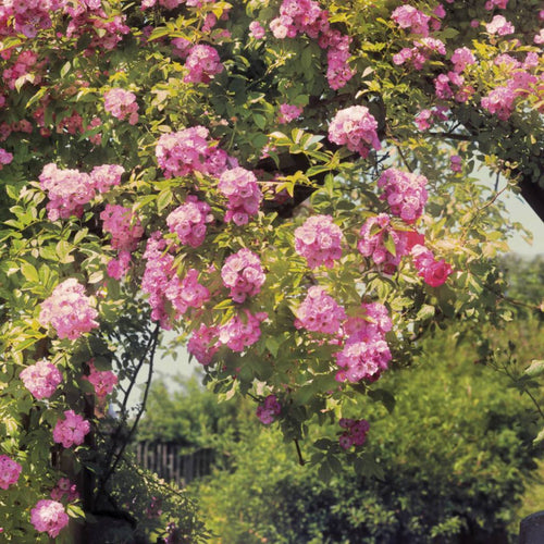 8 936 komar rose garden Fotomural 368x254cm 8 del 08d68a41 f6af 4602 b40f d955125a0fd3 | Yourdecoration.es
