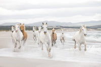 8 986 komar white horses Fotomural 368x254cm 8 de | Yourdecoration.es