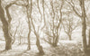 Komar Bleached Birch No Tejido Fotobehang 400x250cm 4 tiras | Yourdecoration.es