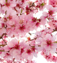 dimex apple blossom Fotomural Tejido No Tejido 225x250cm 3 Tiras 58efc8e3 ec22 495d ac30 565c45d1dcb2 | Yourdecoration.es