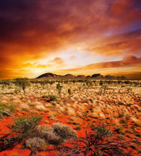 dimex australian landscape Fotomural Tejido No Tejido 225x250cm 3 Tiras 9b0bc3ab a444 470d 9de4 14abe85e183a | Yourdecoration.es