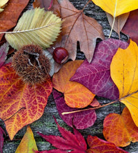 dimex autumn leaves Fotomural Tejido No Tejido 225x250cm 3 Tiras 81ddbd5e fefb 445a 9584 f1271270d072 | Yourdecoration.es