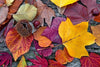 dimex autumn leaves Fotomural Tejido No Tejido 375x250cm 5 Tiras eec23d01 56e0 4353 aadb 394fed8ba951 | Yourdecoration.es