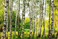 dimex birch forest Fotomural Tejido No Tejido 375x250cm 5 Tiras afd67980 853a 4622 8ed9 8198dd121ef5 | Yourdecoration.es