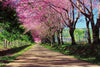 dimex blossom alley Fotomural Tejido No Tejido 375x250cm 5 Tiras fd69bcb7 c3a6 455f 8586 d0f0212213de | Yourdecoration.es