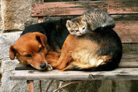 dimex cat and dog Fotomural Tejido No Tejido 375x250cm 5 Tiras 28b1fb82 92a9 4049 8253 abba775e4227 | Yourdecoration.es