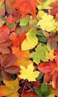 dimex colorful leaves Fotomural Tejido No Tejido 150x250cm 2 Tiras 59c75bd4 d6cf 4add 92df 8033084d7eb2 | Yourdecoration.es