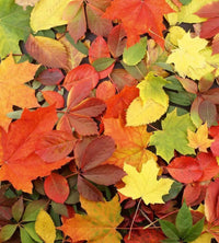 dimex colourful leaves Fotomural Tejido No Tejido 225x250cm 3 Tiras 44ab5607 85cc 43ce b413 9a8dceb6a2c1 | Yourdecoration.es