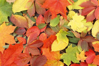 dimex colourful leaves Fotomural Tejido No Tejido 375x250cm 5 Tiras ae3d7599 b830 4fd1 a178 896e0690b141 | Yourdecoration.es