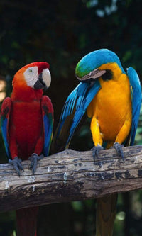 dimex colourful macaw Fotomural Tejido No Tejido 150x250cm 2 Tiras b9f0c9c6 b752 4ac1 ab53 e0dfb0f32bd5 | Yourdecoration.es