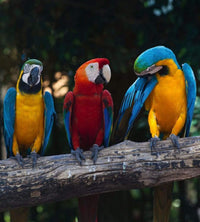 dimex colourful macaw Fotomural Tejido No Tejido 225x250cm 3 Tiras aa32942d b388 4440 ac17 27974cf62c8b | Yourdecoration.es