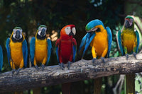 dimex colourful macaw Fotomural Tejido No Tejido 375x250cm 5 Tiras 419644ab 95a2 4cf8 91f4 f1826d9028f7 | Yourdecoration.es