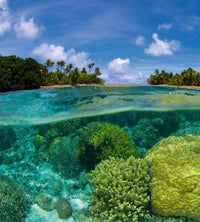 dimex coral reef Fotomural Tejido No Tejido 225x250cm 3 Tiras fb1e3ac2 6e87 46e2 967b 605f1852cafb | Yourdecoration.es