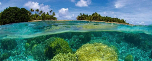 dimex coral reef Fotomural Tejido No Tejido 375x150cm 5 Tiras d2dc108d 4944 4b3f bdb6 c51a50fd581f | Yourdecoration.es