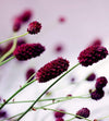 dimex floral violet Fotomural Tejido No Tejido 225x250cm 3 Tiras df5f2e61 45d5 403e b449 fa38ea407f7f | Yourdecoration.es