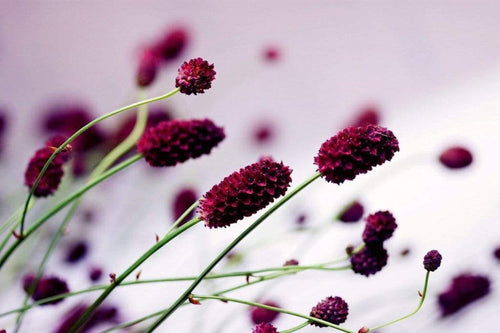 dimex floral violet Fotomural Tejido No Tejido 375x250cm 5 Tiras | Yourdecoration.es