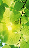 dimex green leaves Fotomural Tejido No Tejido 150x250cm 2 Tiras f43b288c b1a4 4749 99ba 270ec571e134 | Yourdecoration.es