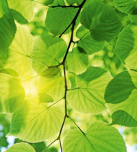 dimex green leaves Fotomural Tejido No Tejido 225x250cm 3 Tiras e91a3d9f 1794 479e a2f4 2989b6424d54 | Yourdecoration.es