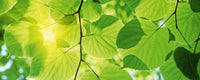 dimex green leaves Fotomural Tejido No Tejido 375x150cm 5 Tiras afd07b17 8405 49d5 9200 36f858b074a3 | Yourdecoration.es