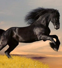 dimex horse Fotomural Tejido No Tejido 225x250cm 3 Tiras 38a0321b 43eb 4795 800f 324ff09a0beb | Yourdecoration.es