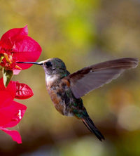 dimex hummingbird Fotomural Tejido No Tejido 225x250cm 3 Tiras 035b0bea 30c2 4106 8336 4fc5e41ec98f | Yourdecoration.es