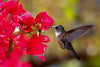 dimex hummingbird Fotomural Tejido No Tejido 375x250cm 5 Tiras 4b0c1867 69ce 42eb bae9 914bc9759d17 | Yourdecoration.es