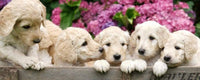 dimex labrador puppies Fotomural Tejido No Tejido 375x150cm 5 Tiras 70dc97b3 f49f 4906 b351 37b56e5166c6 | Yourdecoration.es
