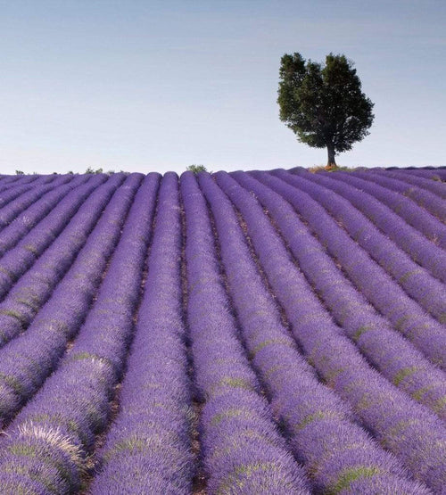 dimex lavender field Fotomural Tejido No Tejido 225x250cm 3 Tiras 50b01d0e 9fde 417f b4f4 bc13ef0ed1c3 | Yourdecoration.es